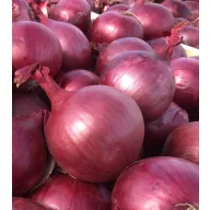 Ceapă de plantat roșie Akado F1 de toamnă 250 g