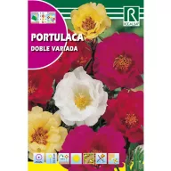 Portulaca cu flori duble Rocalba