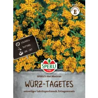 Tarhon Tarhon mexican Hot Mexican 100 semințe Sperli