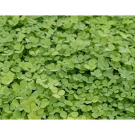 Trifoi alb Pipolina 100 g Rocalba