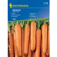 Morcov Santorin F1 3-4 fm Kiepenkerl