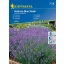 Lavandă Hidcote Blue, 40 semințe Kiepenkerl