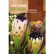 Protea Nerifolia (Protea nerifolia) Rocalba 6 semințe