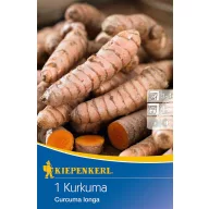 Curcuma (rizom) Kiepenkerl 1 buc
