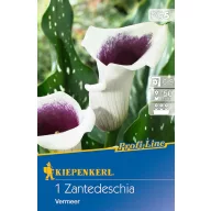   Bulb de cală (Zantedeschia) Vermeer (alb-mov) Kiepenkerl 1 buc