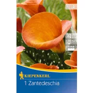 Bulb de cală (Zantedeschia) portocaliu Kiepenkerl 1 buc