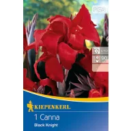   Bulb de floare Canna (Canna) Black Knight (roșu) Kiepenkerl 1 buc