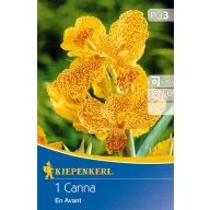 Bulb de floare Canna En Avant (galben) Kiepenkerl 1 buc