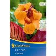   Bulb de floare Canna (Canna) Tropicanna (portocaliu) Kiepenkerl 1 buc