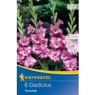   Bulb de gladiol (Gladiolus) Vuvuzela (purpuriu-liliachiu-roz) Kiepenkerl 8 buc.