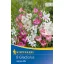 Bulbi de flori Mini gladiolă Gladiolus Nanus-Mix Kiepenkerl 8 buc