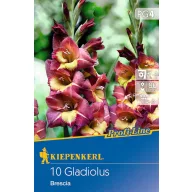   Bulb de floare Gladiolă (Gladiolus) Brescia (bordo-galben) Kiepenkerl 10 buc