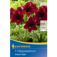   Bulb de floare Amaryllis Arabian Night (bordo) Kiepenkerl 1 buc