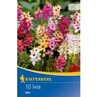 Bulbi de flori Ixia mix de culori Kiepenkerl 10 buc