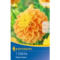 Bulb de dalie Deep Impact (galben solar) Kiepenkerl 1 buc.