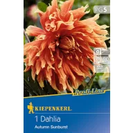   Bulb de dalie Autumn Sunburst (roșu-galben-portocaliu) Kiepenkerl 1 buc.