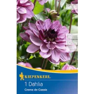 Bulb de floare Dalie Creme de Cassis (mov) Kiepenkerl 1 buc.