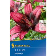 Bulb de crin Purple Eye (roz-bordo) Kiepenkerl 1 buc