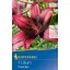 Bulb de crin Purple Eye (roz-bordo) Kiepenkerl 1 buc