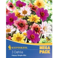   Bulb de dalie, dalie de grădină Happy Single Mix Kiepenkerl 3 buc