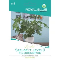 Filodendron cu frunze lobate 16 ochi Royal Sluis