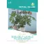 Filodendron cu frunze lobate 16 ochi Royal Sluis
