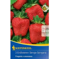 Căpșuni Senga-Sengana (rizom) 3 buc. Kiepenkerl