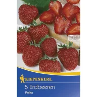 Căpșuni Polka (rizomă) 3 buc. Kiepenkerl