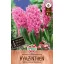 Bulbi de zambile Pink Pearl 4 buc Sperli