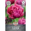 Bulb de lalea cu flori duble Margarita 7 buc Sperli