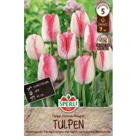 Bulb de lalea Playgirl 7 buc Sperli