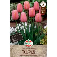 Bulb de lalea Menton 5 buc Sperli
