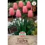 Bulb de lalea Menton 5 buc Sperli