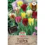 Bulbi de lalea amestec de culori Viridiflora 10 buc Sperli