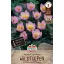 Bulb de floare Lalea (lalea sălbatică) Lilac Wonder 10 buc Sperli