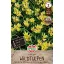 Bulbi de flori Lalea sălbatică (Tulipa tarda) 10 buc Sperli