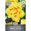 Bulb de floare Narcis cu flori duble Tahiti 5 buc Sperli