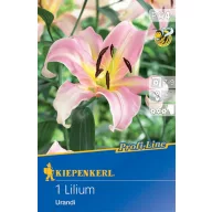 Bulb de crin Urandi Profi-Line Kiepenkerl 1 buc