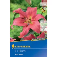 Bulb de floare Liliom Visa Versa Profi-line Kiepenkerl 1 buc