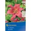 Bulb de floare Liliom Visa Versa Profi-line Kiepenkerl 1 buc