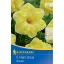Bulb de narcis Snowtip Kiepenkerl 5 buc