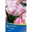 Bulb de floare Lalea Finola 7 buc Kiepenkerl