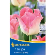   Bulbi de flori lalea Korona Coroana Dinastiei 7 buc Kiepenkerl