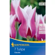 Bulbi de flori Lalea lilioasă Claudia 7 buc Kiepenkerl