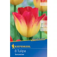 Bulbi de lalea Suncatcher 8 buc Kiepenkerl