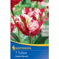   Bulb de flori Lalea papagal Estella Rijnveld 7 bucăți Kiepenkerl