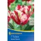 Bulb de flori Lalea papagal Estella Rijnveld 7 bucăți Kiepenkerl