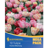 Bulbi de lalea Foxtrot-Mix Pachet Mega 12 buc Kiepenkerl