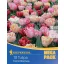 Bulbi de lalea Foxtrot-Mix Pachet Mega 12 buc Kiepenkerl