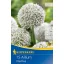 Bulbi ornamentali Ping Pong 15 buc Kiepenkerl